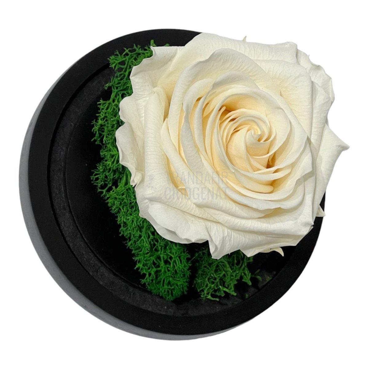 Trandafir Criogenat sampanie Ø8cm in cupola sticla 10x15cm - Trandafir-Criogenat.ro