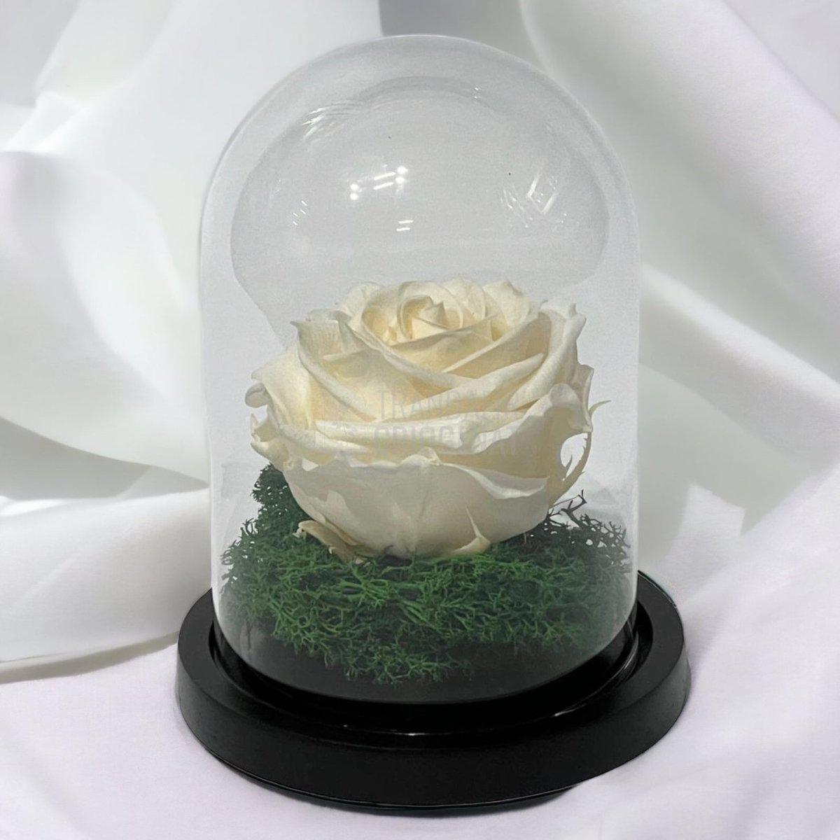 Trandafir Criogenat sampanie Ø8cm in cupola sticla 10x15cm - Trandafir-Criogenat.ro