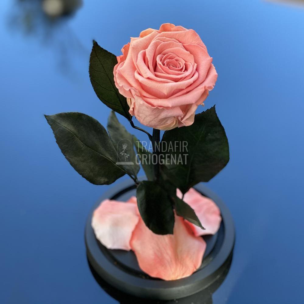 Trandafir Criogenat somon deschis Ø6,5cm in cupola 10x20cm - Trandafir-Criogenat.ro