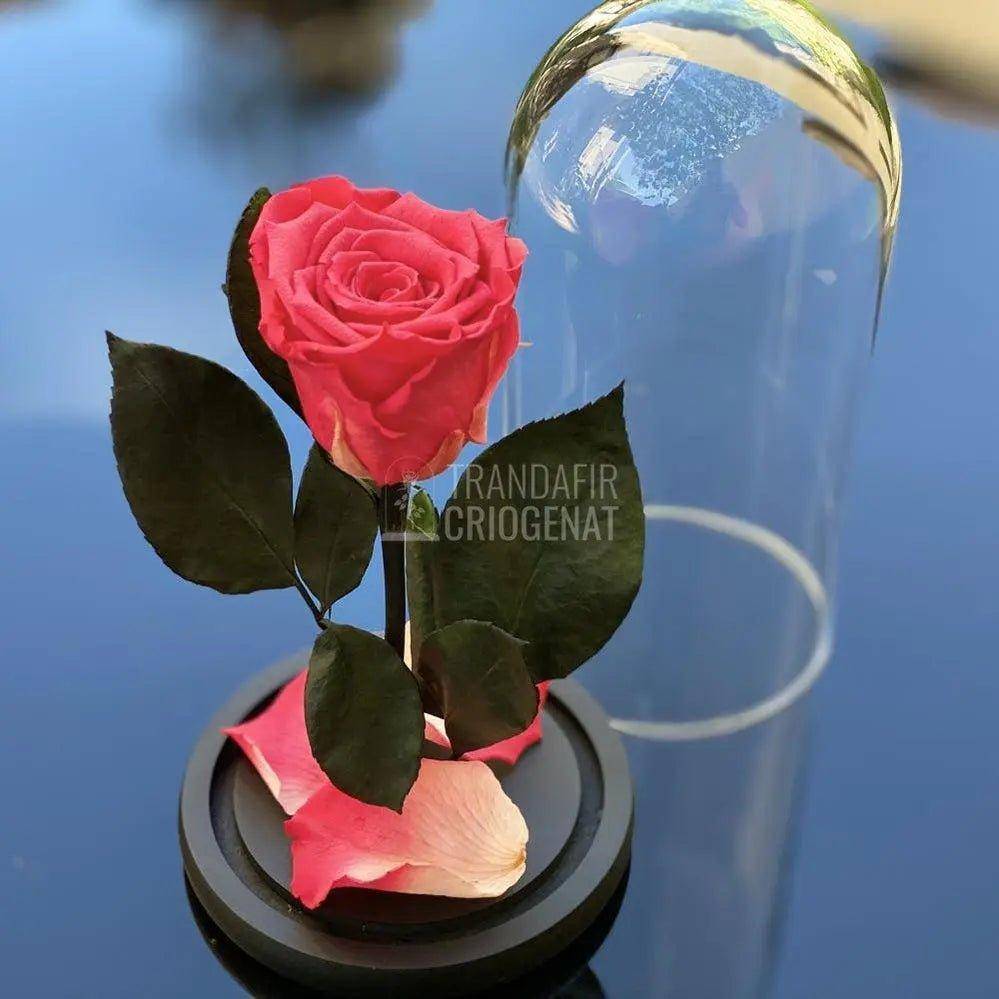 Trandafir Criogenat somon inchis Ø6,5cm in cupola 10x20cm - Trandafir-Criogenat.ro