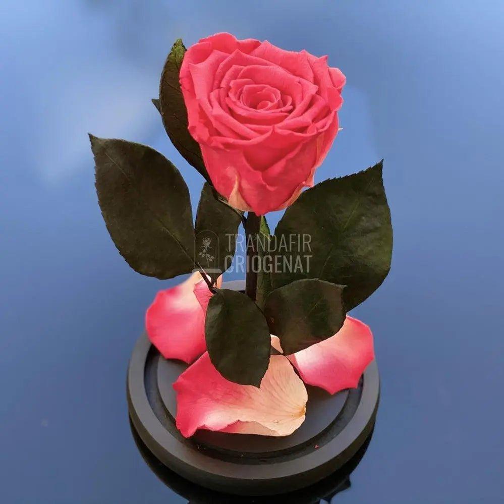 Trandafir Criogenat somon inchis Ø6,5cm in cupola 10x20cm - Trandafir-Criogenat.ro
