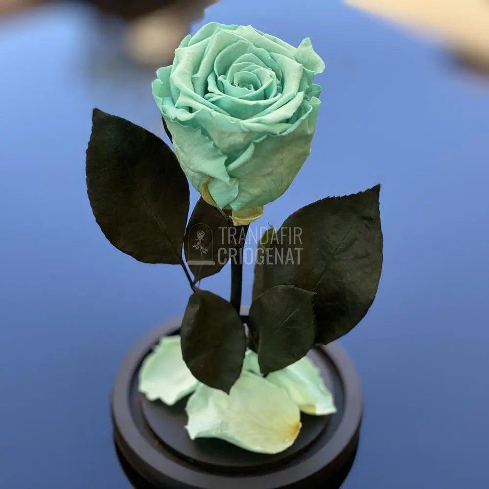 Trandafir Criogenat turcoaz Ø6,5cm in cupola 10x20cm - Trandafir-Criogenat.ro