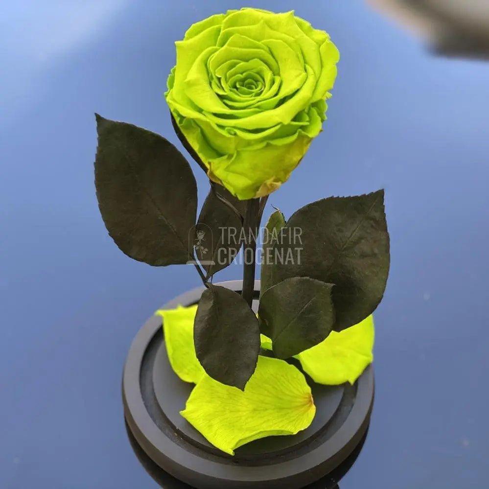 Trandafir Criogenat verde deschis Ø6,5cm in cupola 10x20cm - Trandafir-Criogenat.ro