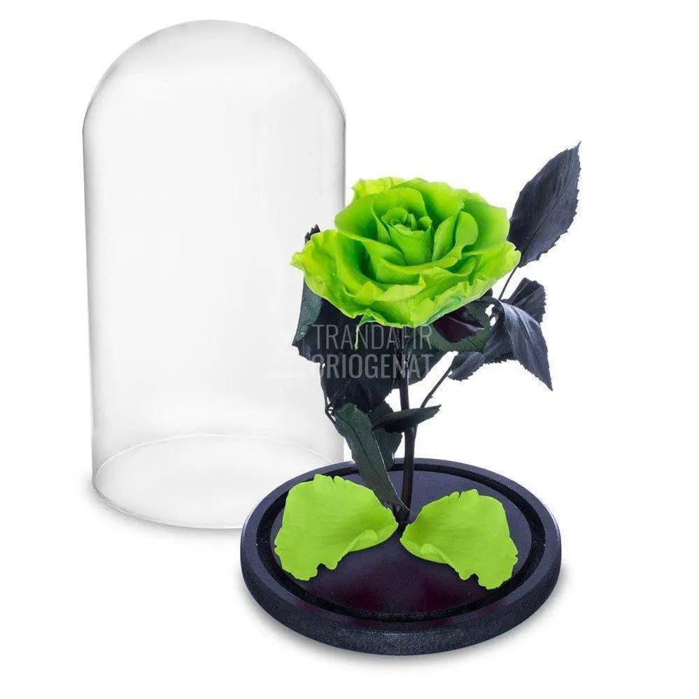 Trandafir Criogenat verde deschis Ø6,5cm in cupola de sticla - Trandafir-Criogenat.ro