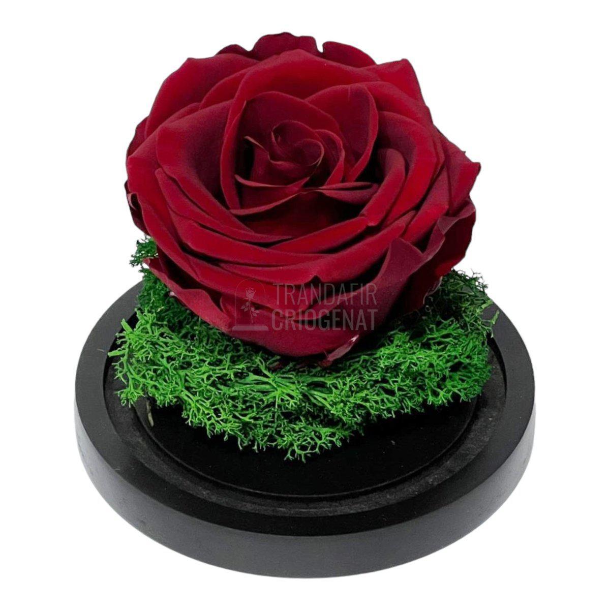 Trandafir Criogenat visiniu Ø8cm in cupola de sticla 10x15cm - Trandafir-Criogenat.ro