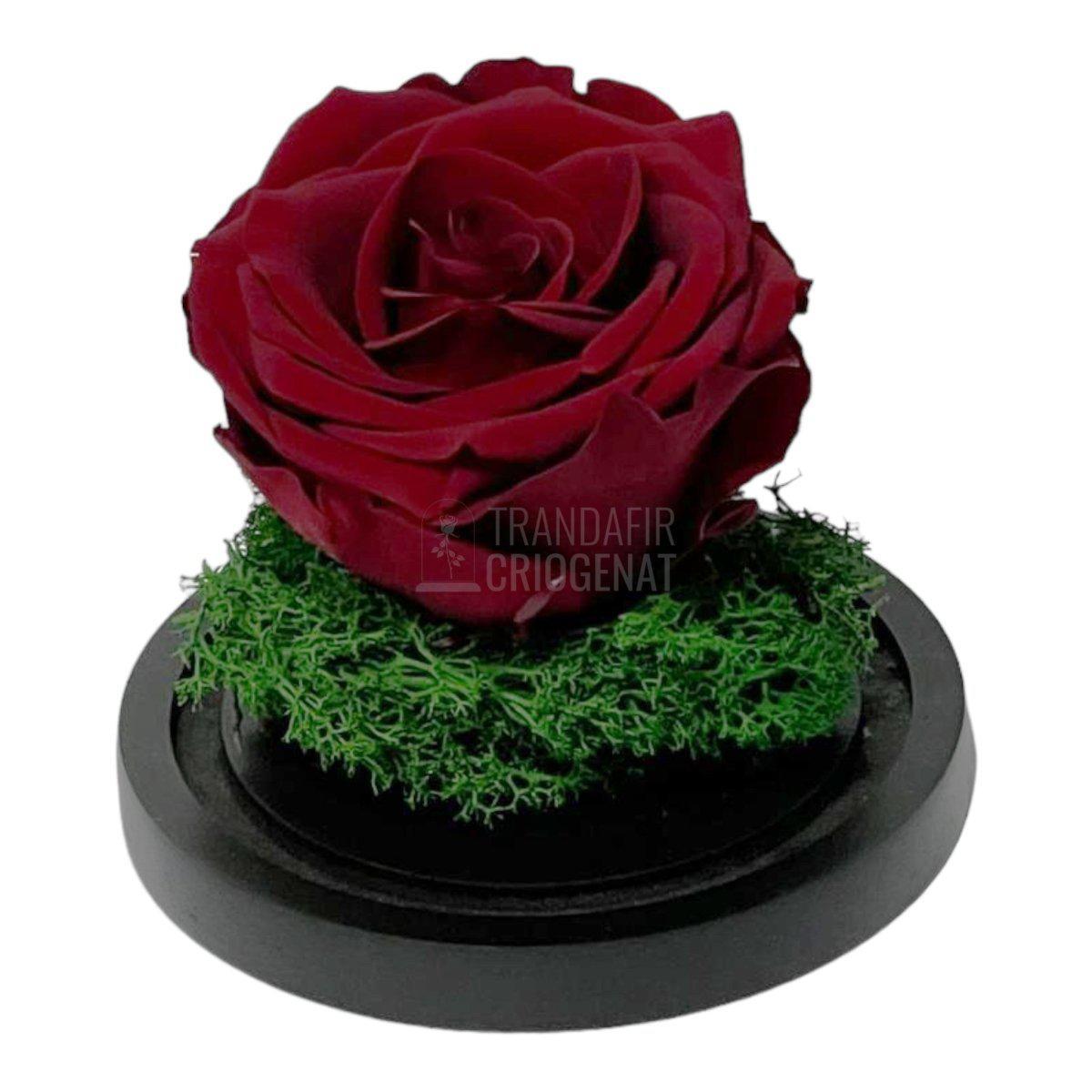 Trandafir Criogenat visiniu Ø8cm in cupola de sticla 10x15cm - Trandafir-Criogenat.ro
