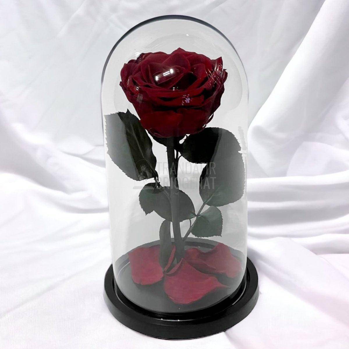 Trandafir Criogenat visiniu Ø8cm in cupola de sticla 12x25cm - Trandafir-Criogenat.ro